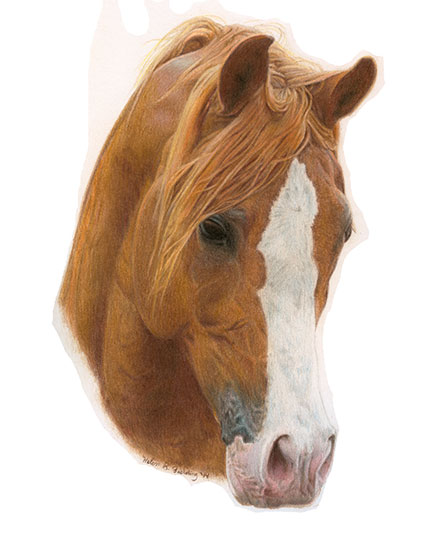 Horse's Head